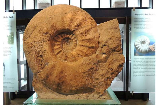 На берегах Восточного Сассекса нашли десятки ископаемых аммонитов