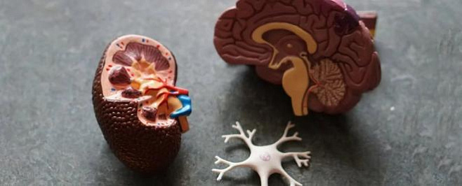 Мозг начинает есть нужные синапсы при хроническом нарушении сна 