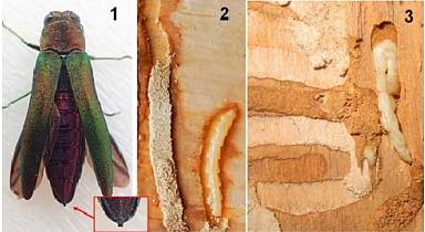 Опасный вредитель — ясеневая изумрудная узкотелая златка — преодолела границу и вторглась в Беларусь