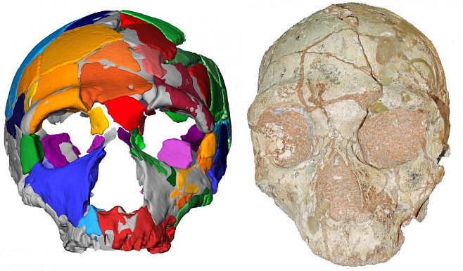 Самые старые останки изменяют время миграции Homo Sapiens в Европу