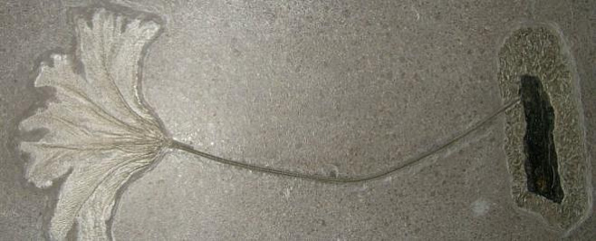 Доисторические морские лилии пересекали океаны юрского периода на плотах 