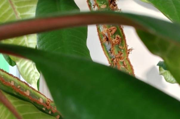 Ученые ПНИПУ и ПГАТУ разработали систему, которая распознает болезни растений с точностью до 90%