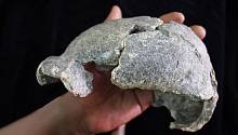 Homo erectus могли создавать различные инструменты