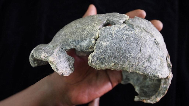 Homo erectus могли создавать различные инструменты