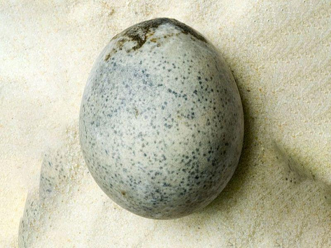Археологи разгадали тайну древнеримских яиц возрастом 1700 лет  