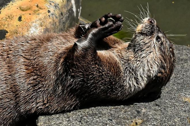 Выдры жонглируют камнями, когда голодны