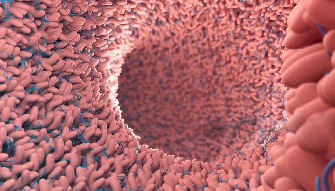 Невидимая экосистема: в Пермском Политехе рассказали, как полезные бактерии управляют нашим здоровьем