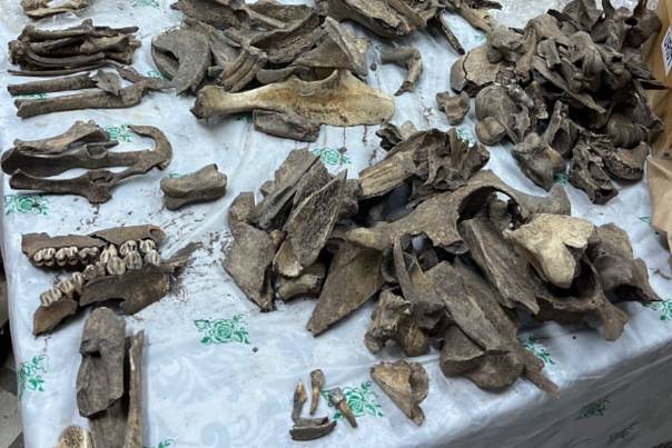 Как кости животных помогли раскрыть загадку средневекового Предуралья