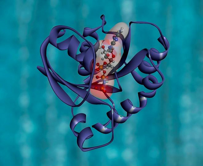 Ученым удалось создать искусственные белки с помощью машинного обучения 