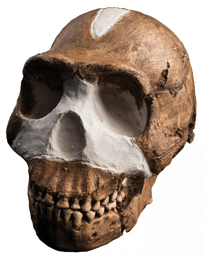 Homo naledi – одно из главных археологических открытий уходящего десятилетия