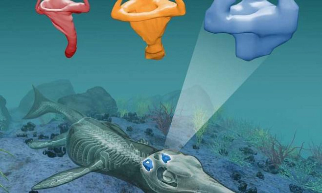 Ученые исследовали внутреннее ухо доисторического крокодила