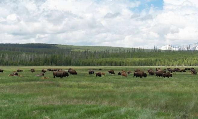 Животные, часто контактирующие с человеком, перестают бояться хищников
