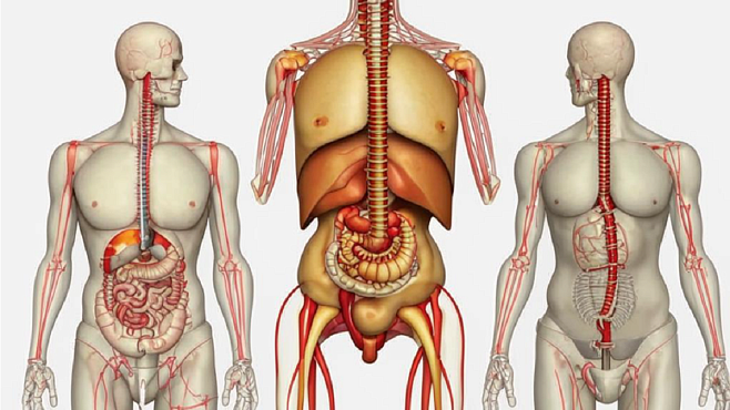 В СПбГУ нашли способ предотвратить внезапную смерть от аневризмы брюшной аорты через анализ крови