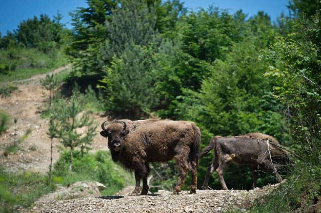 На Карпатах снова появились бизоны