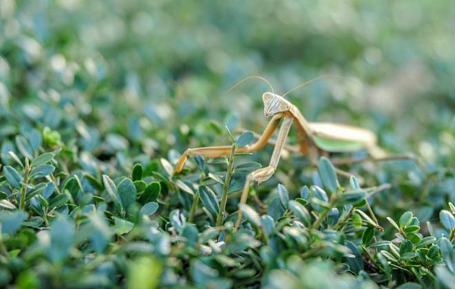 На черноморском побережье Кавказа нашли богомола-путешественника