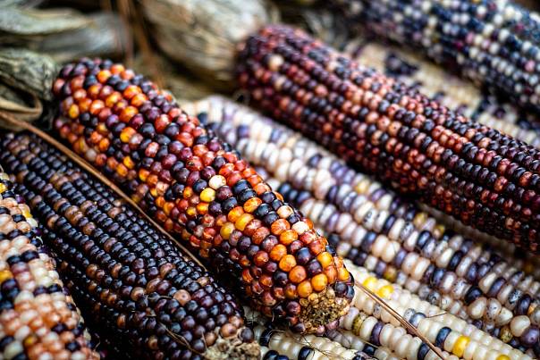 кукуруза с разноцветными зернами