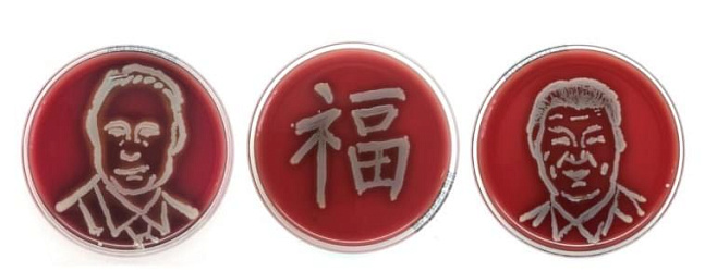 Биолог из Петербурга нарисовала Путина с помощью микробов