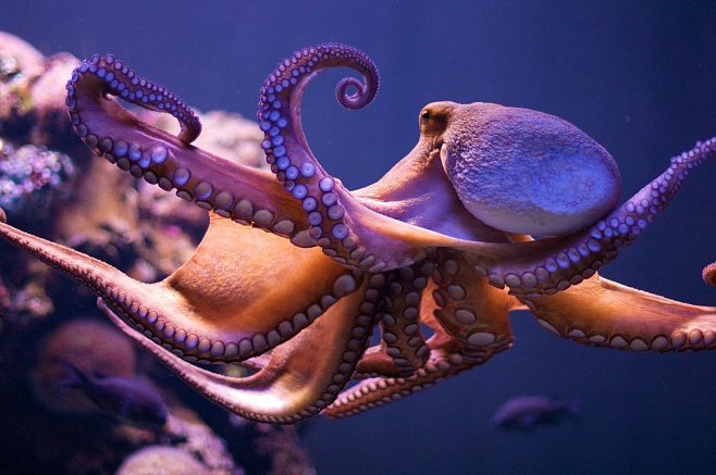 В Британии осьминогов и омаров официально признали чувствующими существами