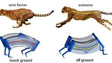 Изобретен робот, способный двигаться галопом и развивать высокие скорости