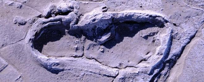 На склоне африканского вулкана нашли следы древних людей