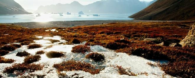 Корни растений высвобождают огромные запасы углерода вечной мерзлоты 