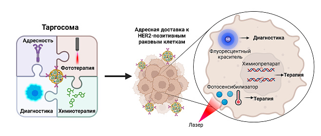 Ученые МФТИ разработали таргосомы — наночастицы для лечения и диагностики рака