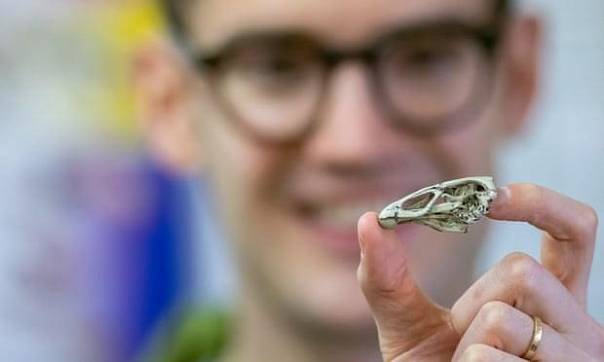 Чудо-цыпленок бродил среди динозавров