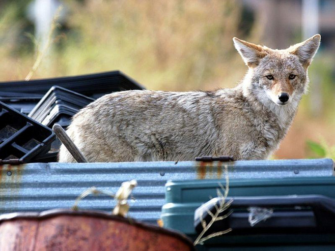 Городские койоты едят много человеческой пищи и кошек