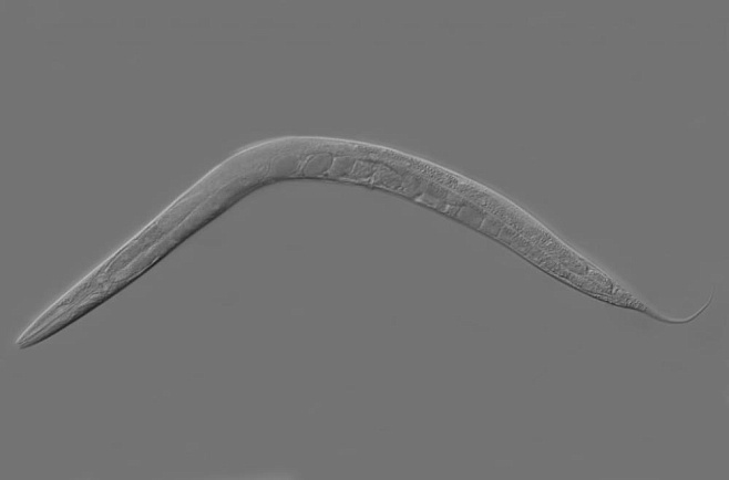 Ученые обнаружили бактерии, убивающие паразитов изнутри 